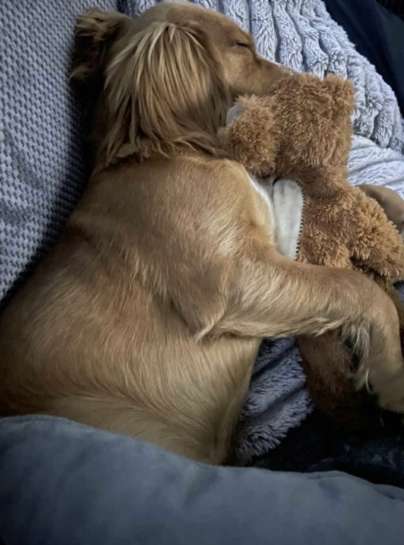 Other image for Couple’s puppy dies as blaze rips through house